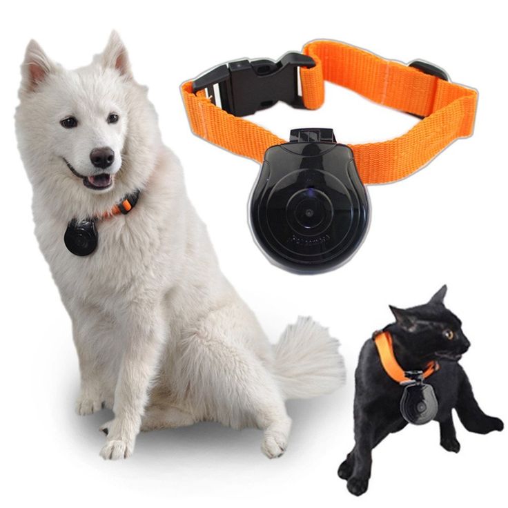 Pet collar camera