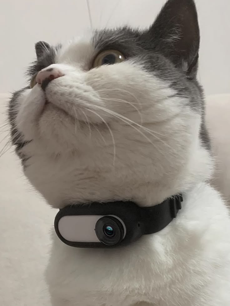 Pet collar camera